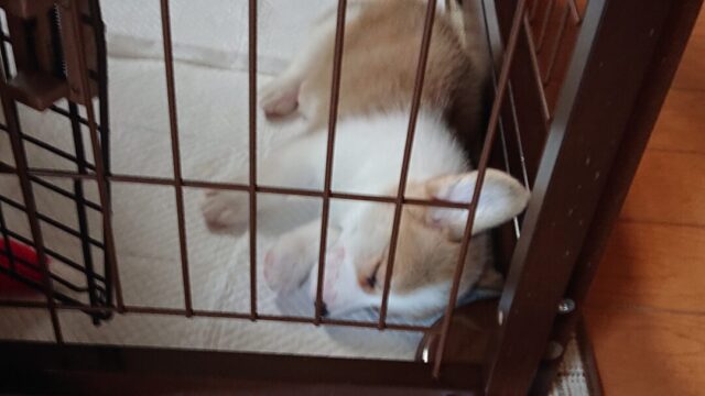 サークルで眠る子犬