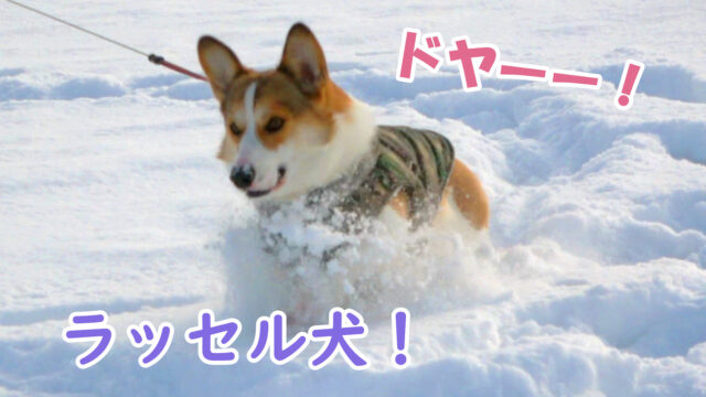 雪を漕ぐ犬