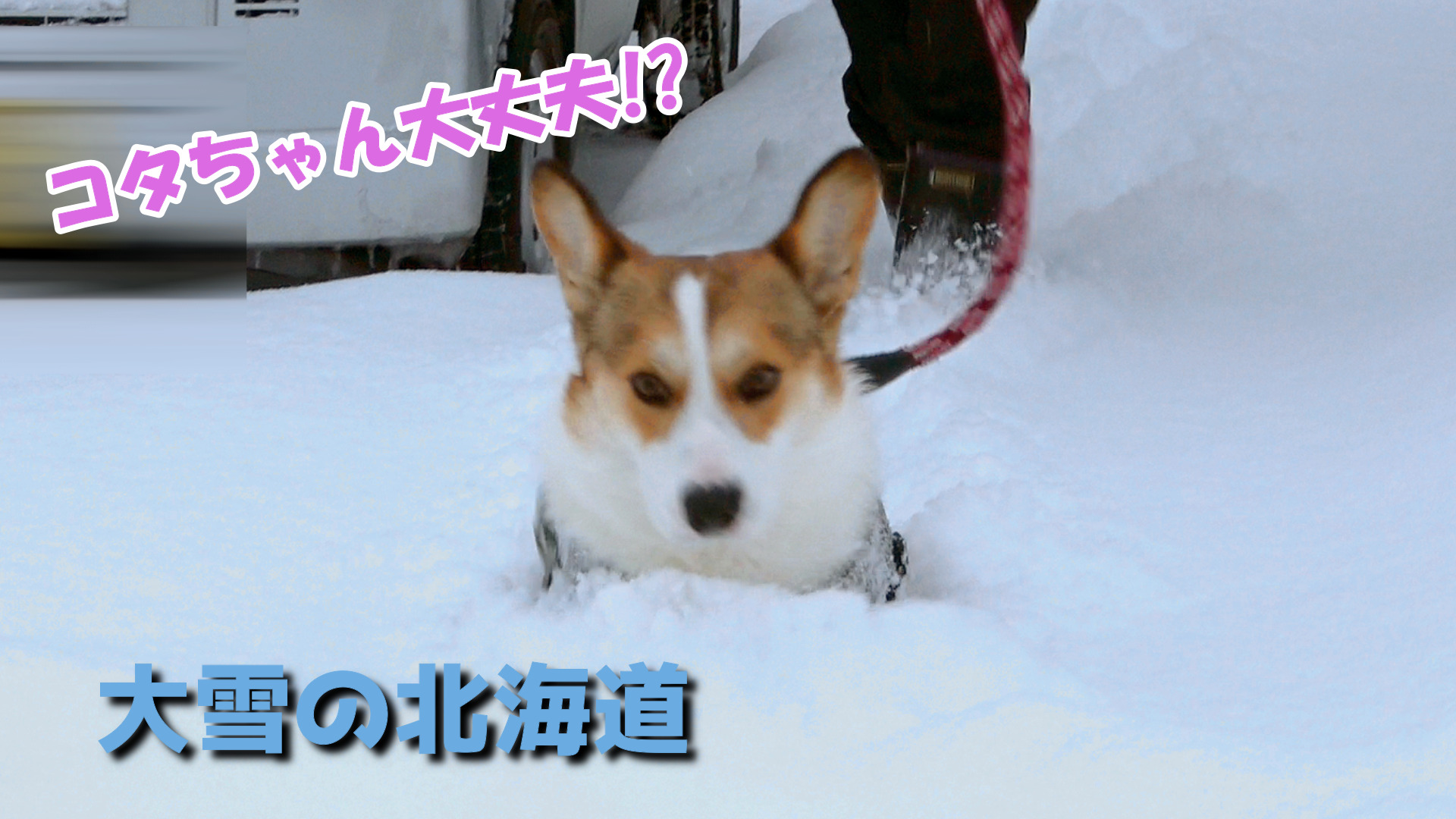 犬と大雪