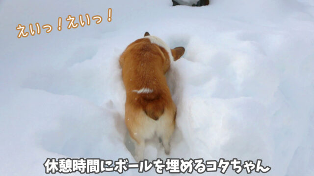 犬が雪遊び