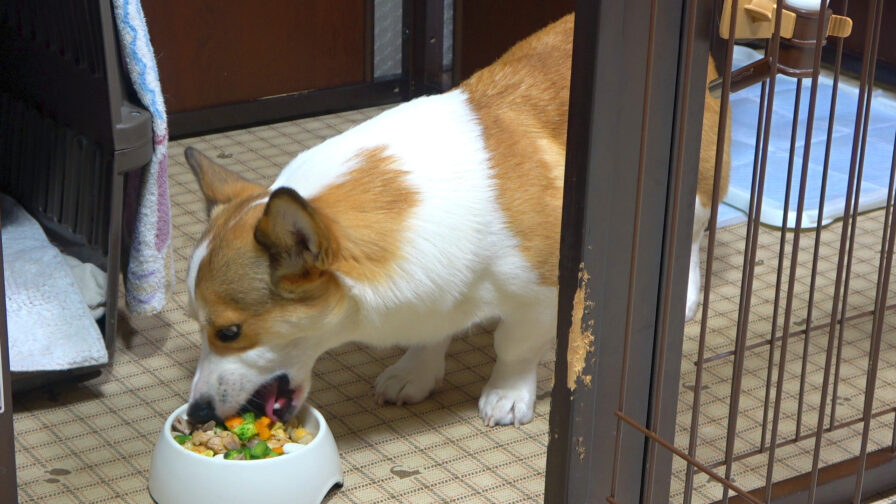 ゴハンを食べる犬