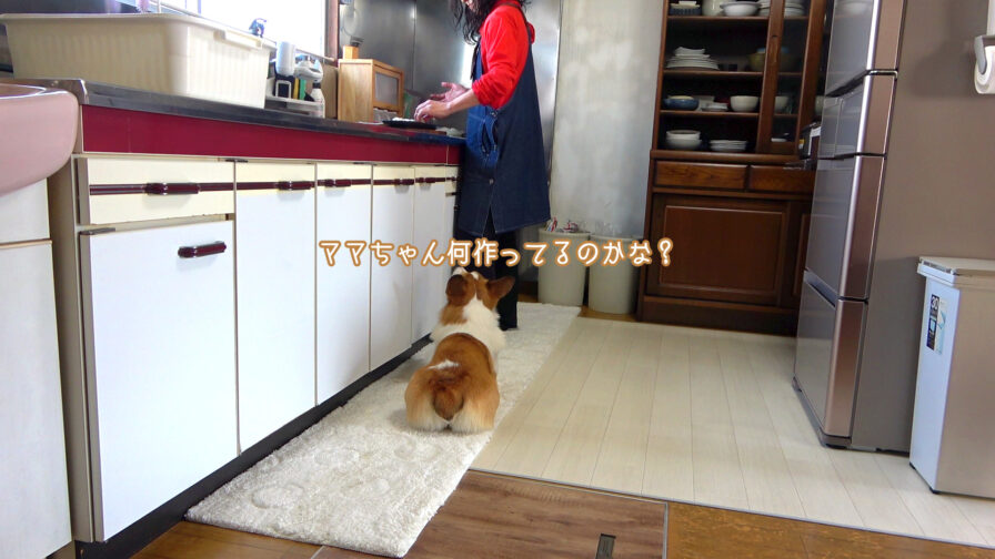 調理を見つめる犬