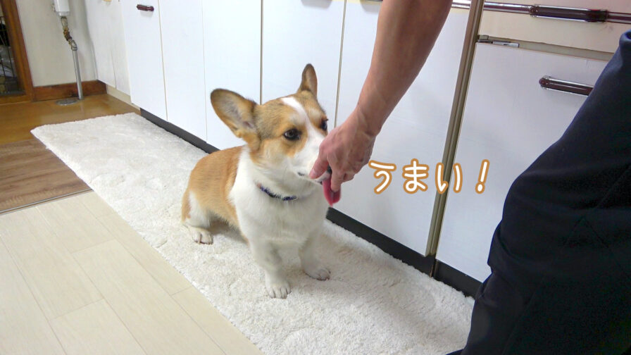 コーギー犬