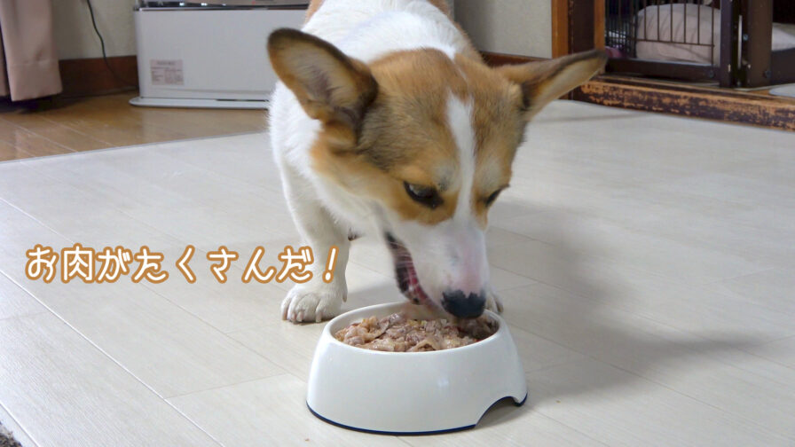 エサを食べるコーギー