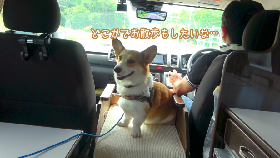 車内のコーギー犬